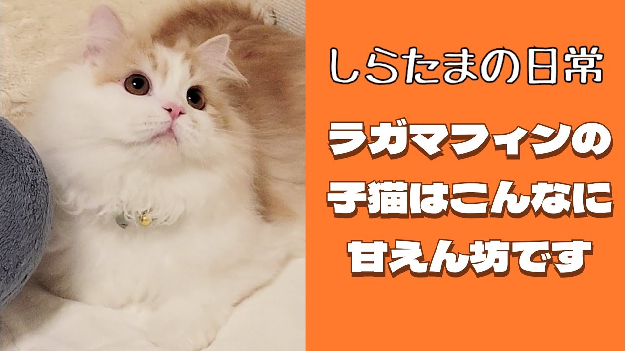 ラガマフィンの子猫はこんなに甘えん坊！？#ラガマフィン #猫動画 #子猫 #cat