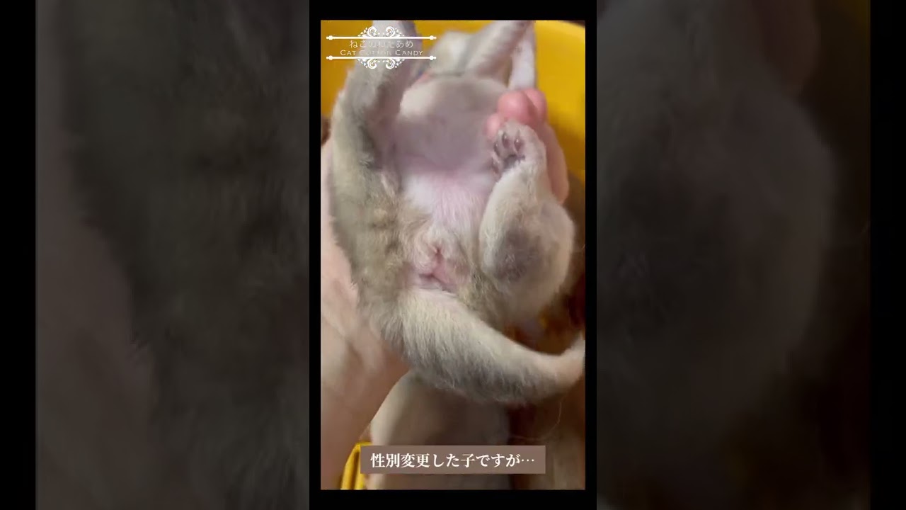 ソマリ子猫 生後14日