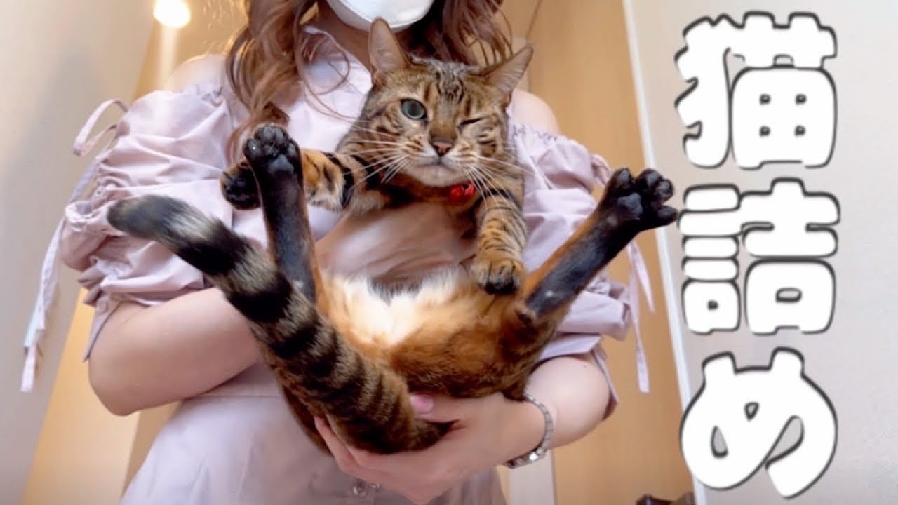 6匹スポスポと華麗に猫詰めして車で実家に帰ります