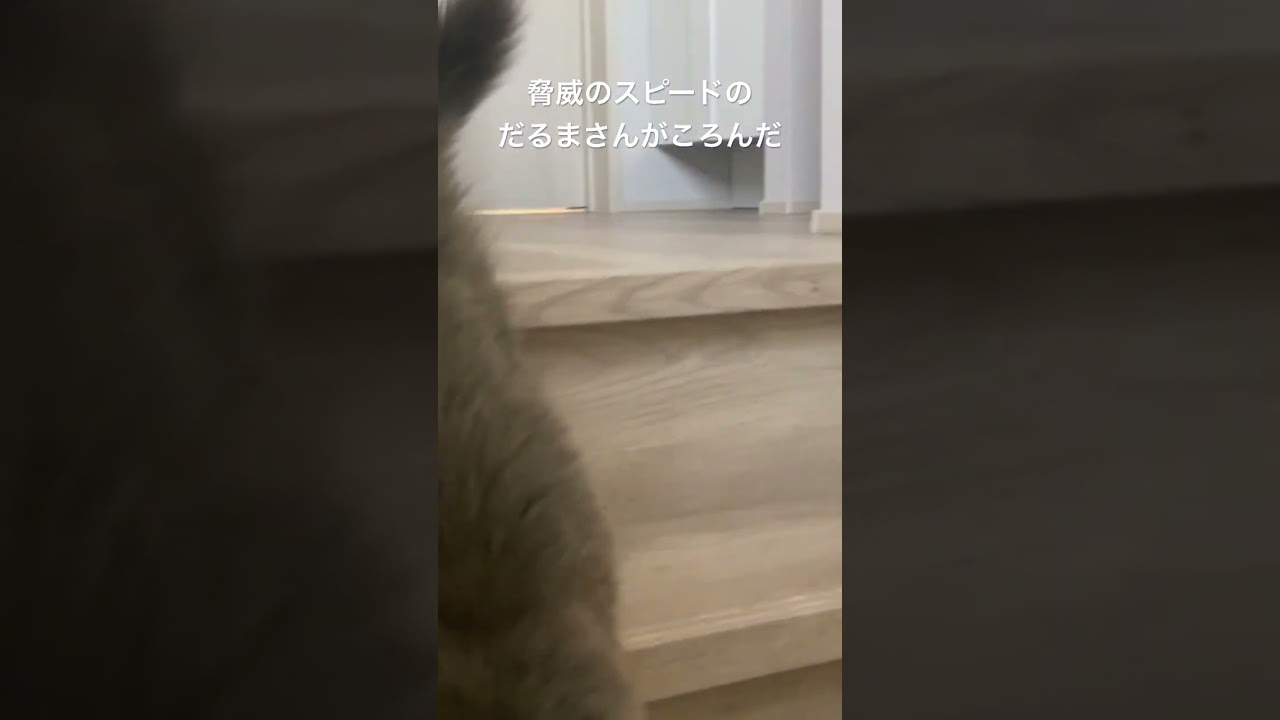 子猫とのだるまさんがころんだ #ノルウェージャンフォレストキャット子猫 #猫のいる暮らし #ノルウェージャン #子猫