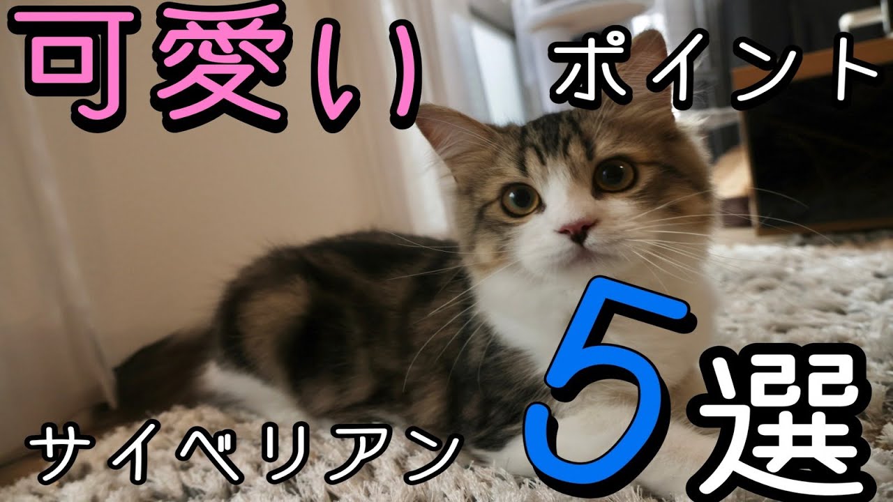 【サイベリアン子猫を飼いたい方必見】可愛い性格などを５つ紹介します。