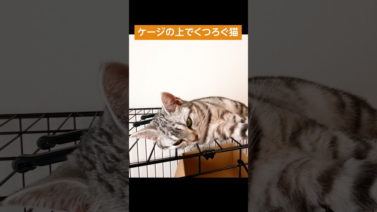 ケージの上でくつろぐ猫【アメリカンショートヘアー】 #shorts #猫動画 #アメショ