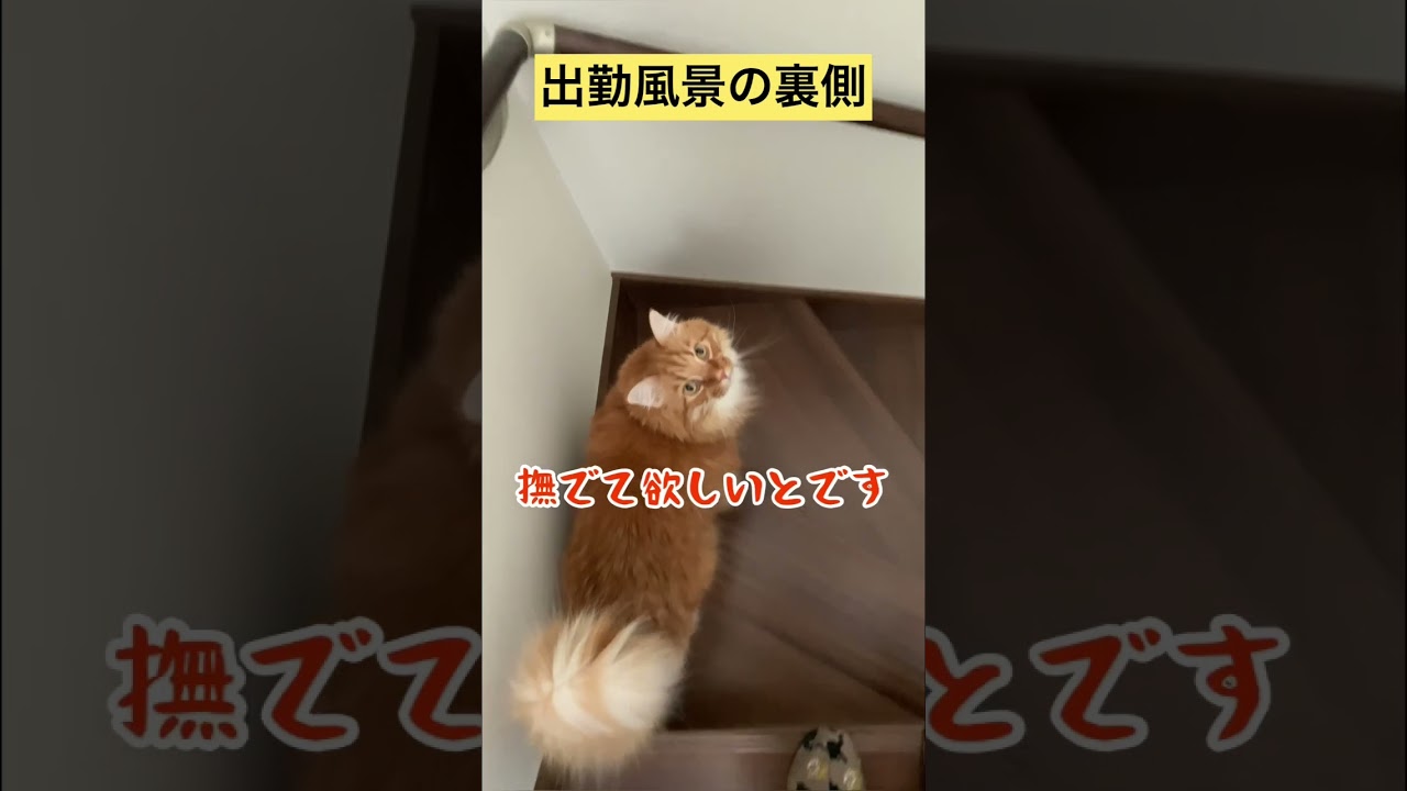 出勤風景の裏側【メインクーン】 #メインクーン #猫動画おもしろい #猫カフェ #可愛い猫 #茶トラ