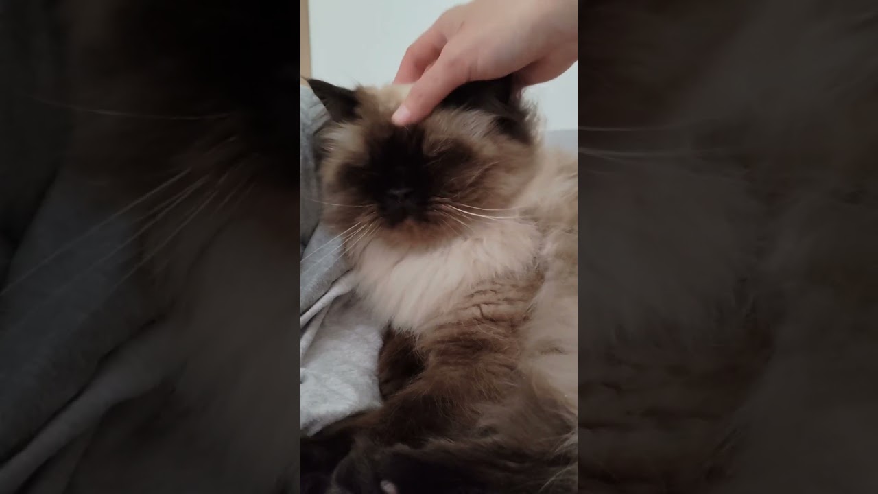 【ヒマラヤン】朝からゴロゴロふみふみタイム