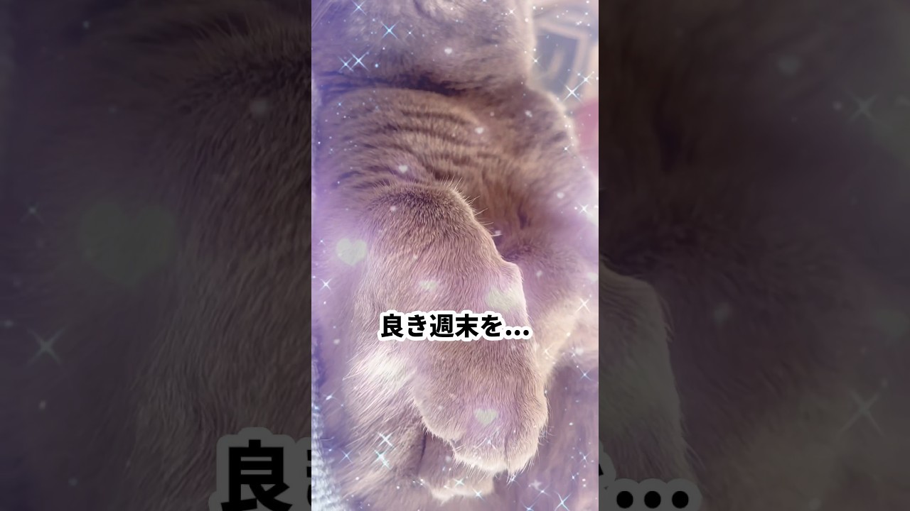 【ロシアンブルー】めろん、いっぱい転がってます🤭【猫】#shorts