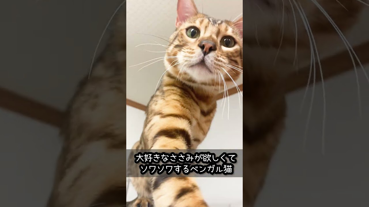 大好きなささみ が欲しくてソワソワするベンガル猫 #shorts
