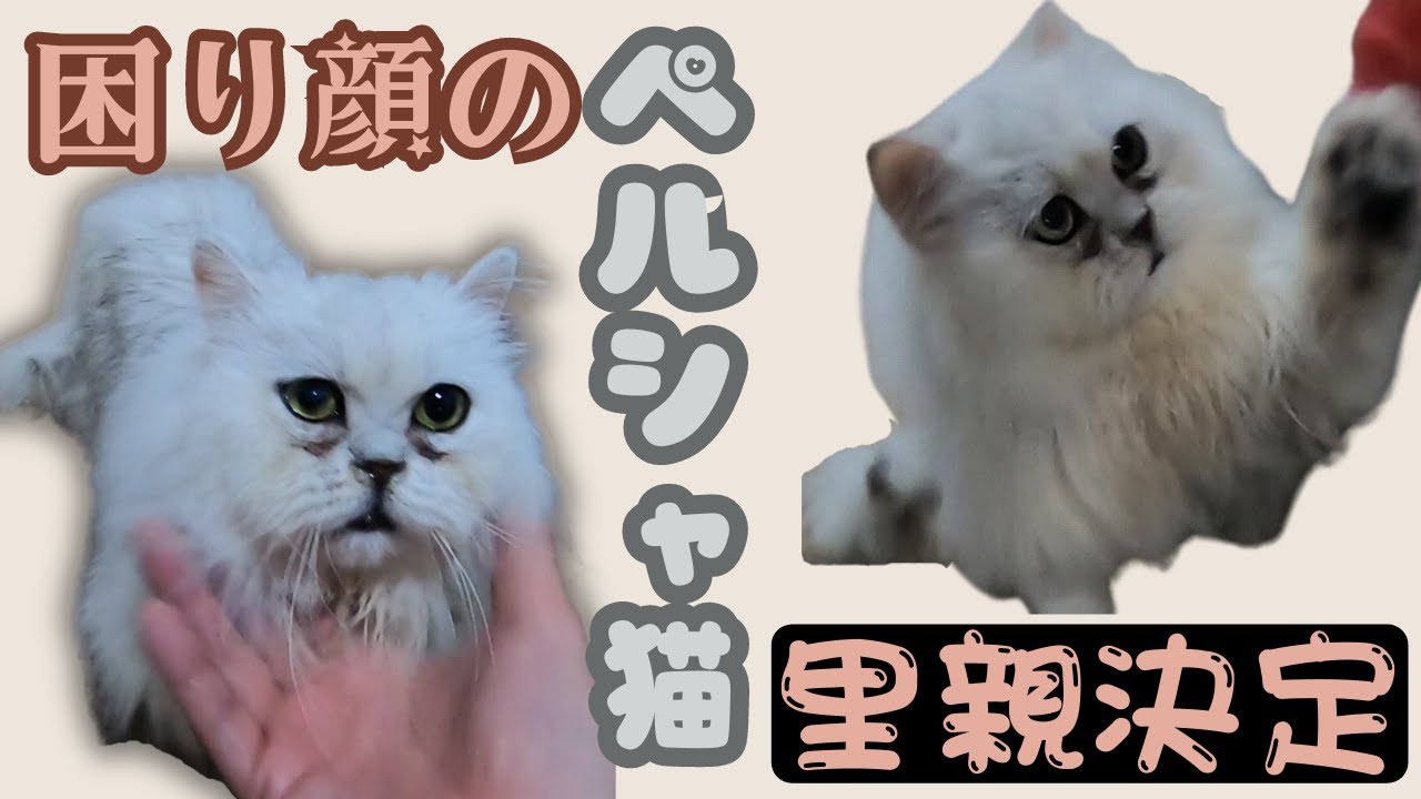 繁殖場からレスキューのペルシャ猫おっとり困り顔で里親決定（保護猫カフェ猫の木）十三駅 Persian cat rescued from breeding farm decided to adopt