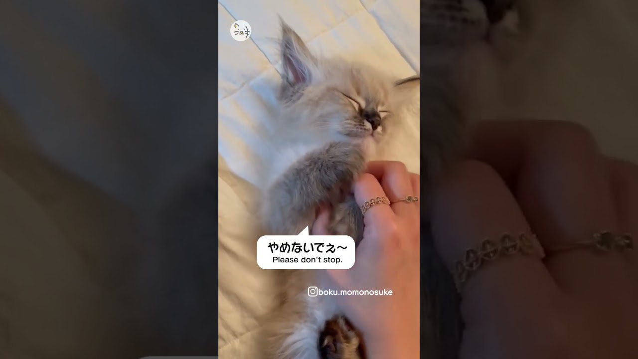 マッサージにうっとりな子猫ちゃん🐈手を止めると…おねだり💕サイベリアン子猫「もものすけくん」！Please don't stop！ #猫王国 #サイベリアン #子猫 #可愛い猫   #catlife🐾