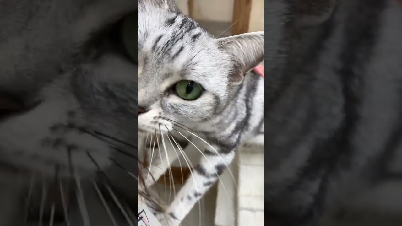 なでて#猫 #アメリカンショートヘア #猫好きさんと繋がりたい #ねこ動画 #ねこ部 #猫のいる暮らし #猫かわいい #猫にあこがれて #癒され猫動画 #可愛い #ペットモデル大募集 #shorts