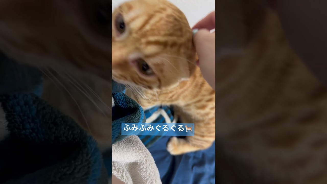 久しぶりのふみふみ〜☺️ #キンカロー #子猫 #cat #猫 #猫のいる暮らし #catlover #고양이 #catlovers #catvideo #catvideos