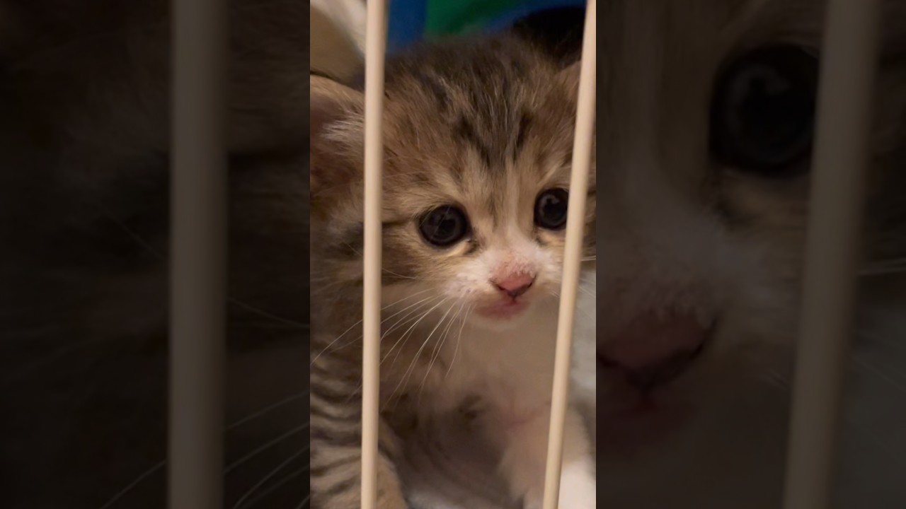 新しく子猫ちゃんが家族になりました　#shorts #cat