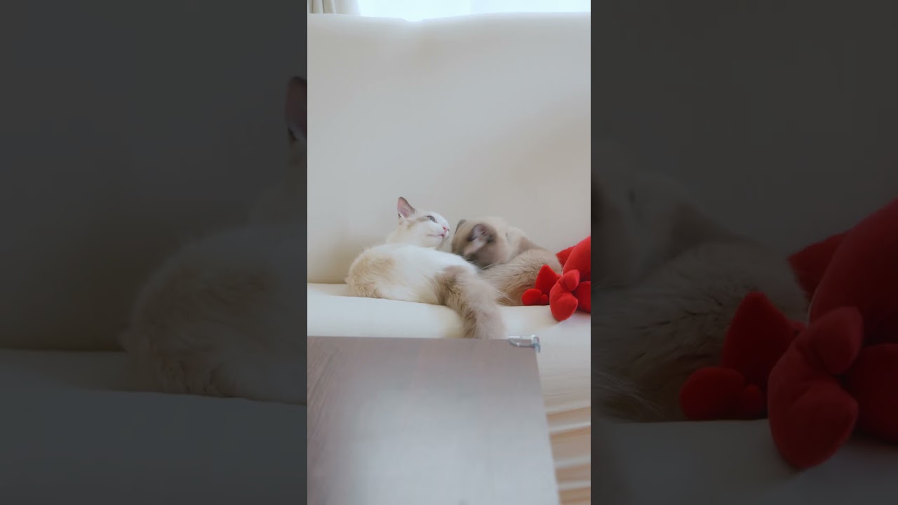いちゃらぶする猫たち #shorts #猫 #ラグドール #ragdollcat