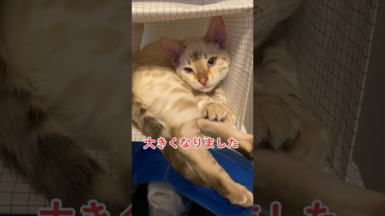【子猫動画】ホワイトベンガル　生後4ヶ月！　私の一番かわいいところ　ベンガル猫　ネコ　ねこ　#bengalcat #cat #ベンガル #ベンガル猫 #ベンガル子猫 #子猫 #bengal #猫