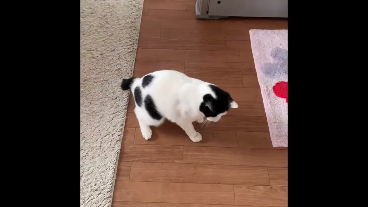 「もっといっぱい遊びたいにゃ」