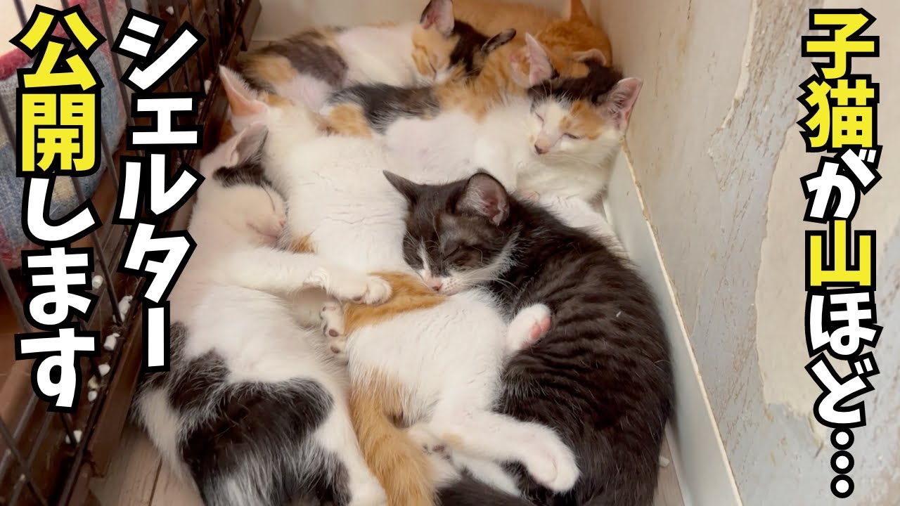 【保護子猫】シェルター自由部屋の様子公開します