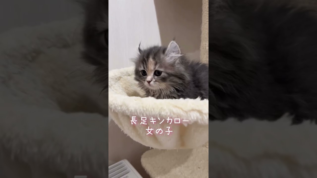 【今日もふ】キンカロー子猫♡DAY51【2022年12月28日】