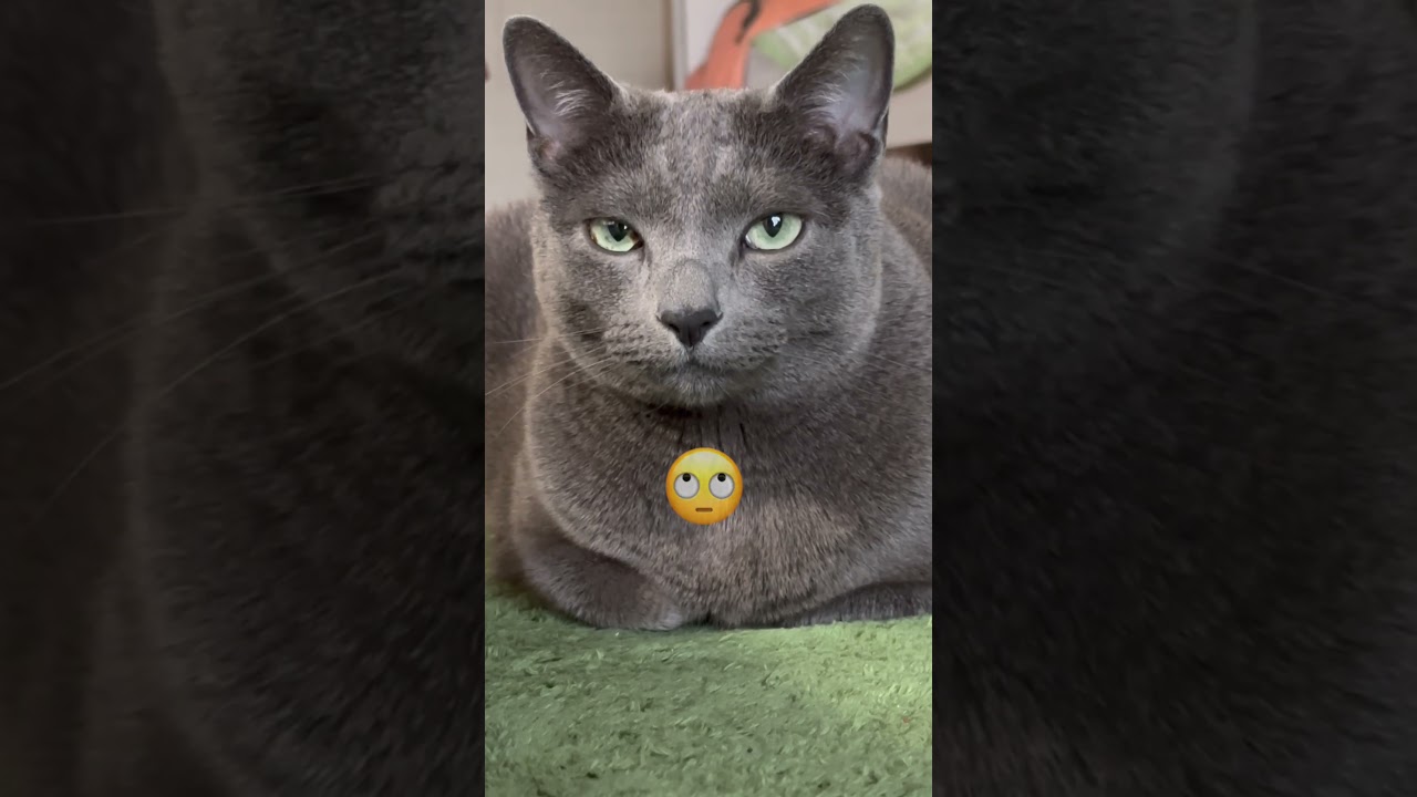 【ロシアンブルー】休日、土曜日の朝のめろんです😊いつも通り早起きです😂【猫】#shorts
