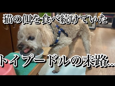 元虐待を受けていたトイプードル。猫の餌を食べ続けた結果…【激怒症候群トイプードル】