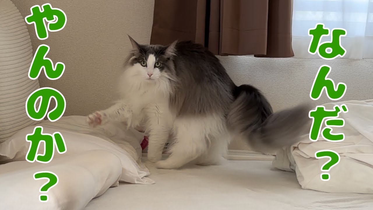 奇声をあげて走る猫【メインクーン】