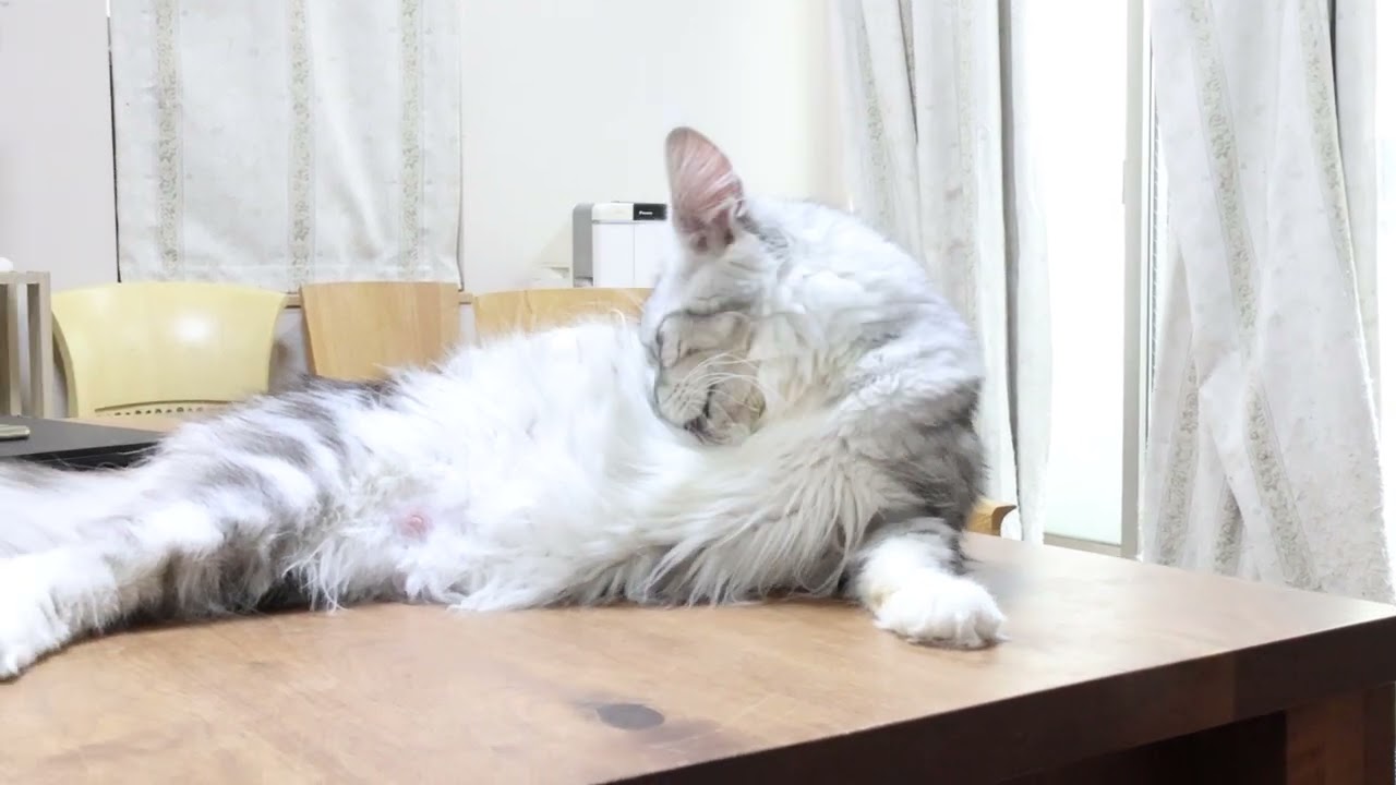 シルバーのメインクーン雛さん1才3ヶ月