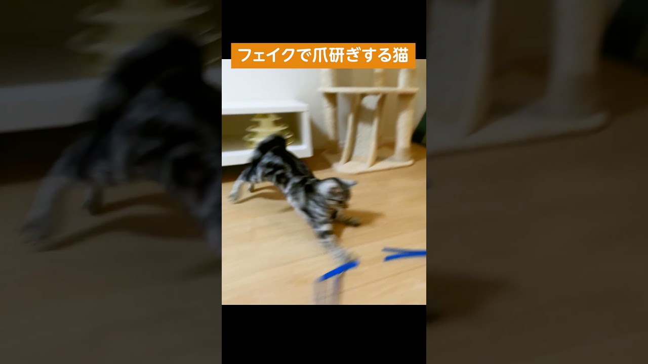 フェイクで爪研ぎする猫【アメリカンショートヘアー】 #shorts #猫動画 #アメショ