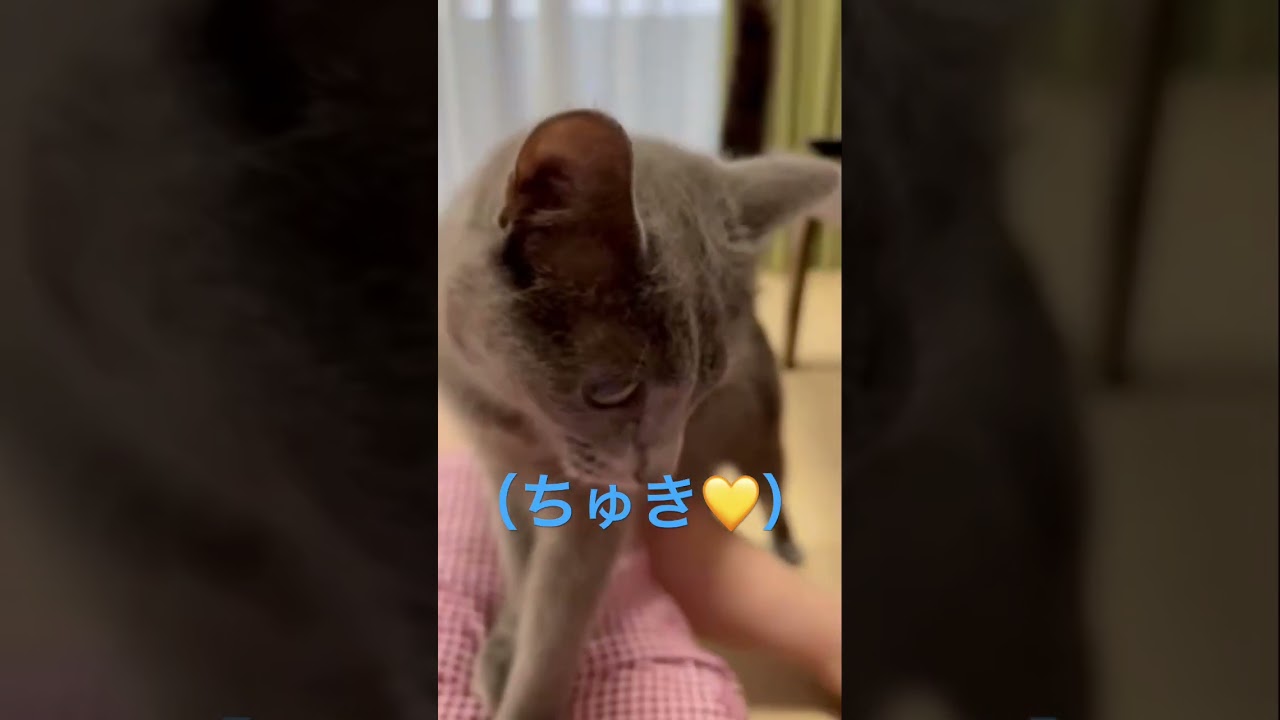 ママが大好きすぎて迫ってくる猫（ロシアンブルー）#shorts