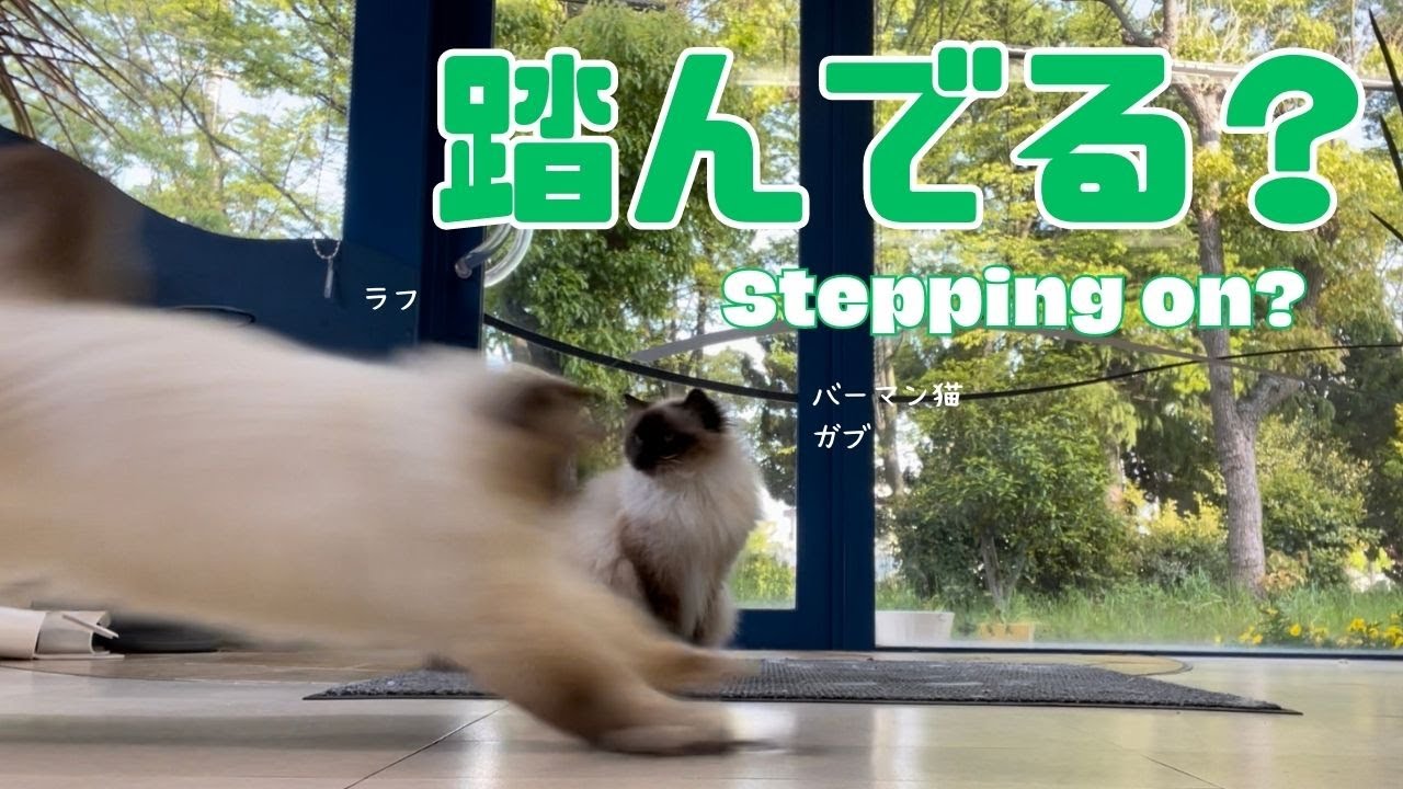 バーマン猫ガブミカとラフ【踏んでる？】Stepping on?（バーマン猫）Birman/Cat