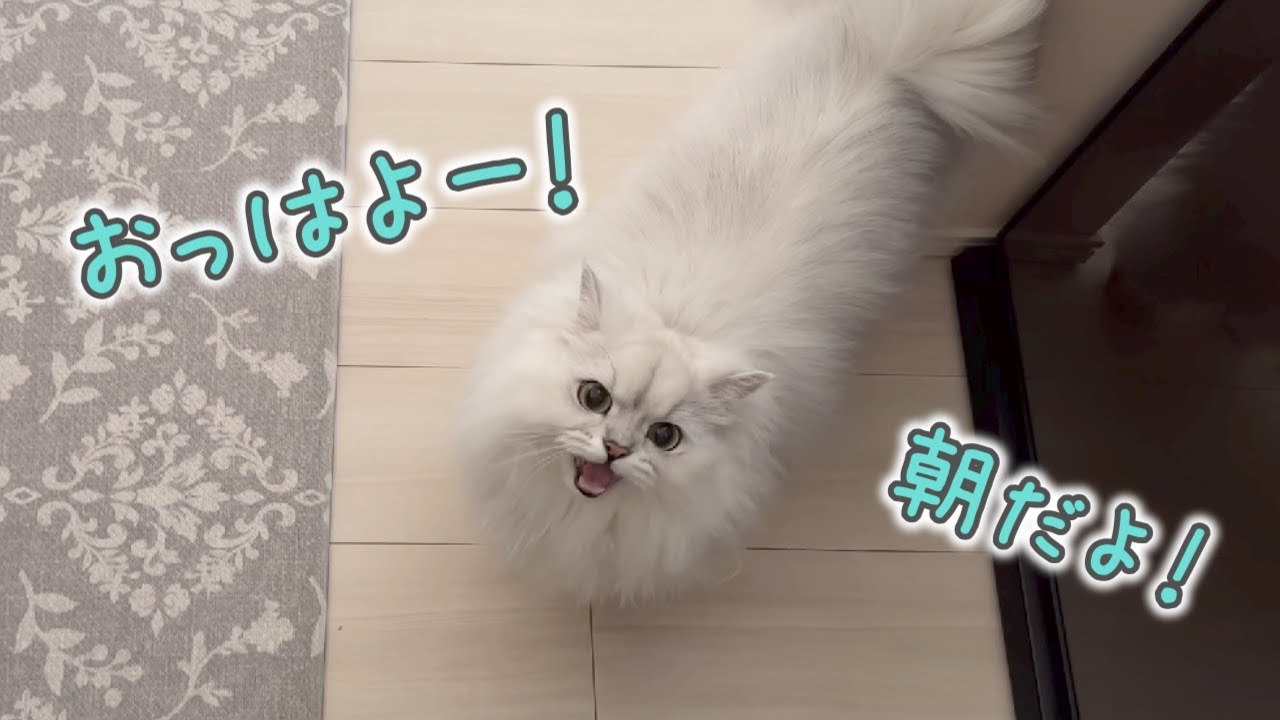 【鳴き声】朝起こしに来て遊んでと鳴く猫がかわいい！