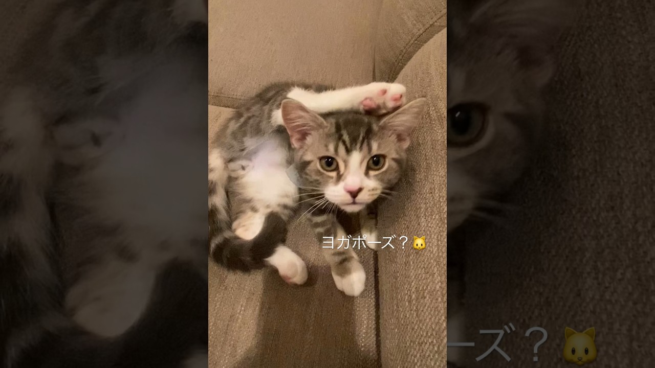 おもしろいポーズ🐱 #cat #スコティッシュフォールド #可愛い猫 #グルーミング猫 #猫動画