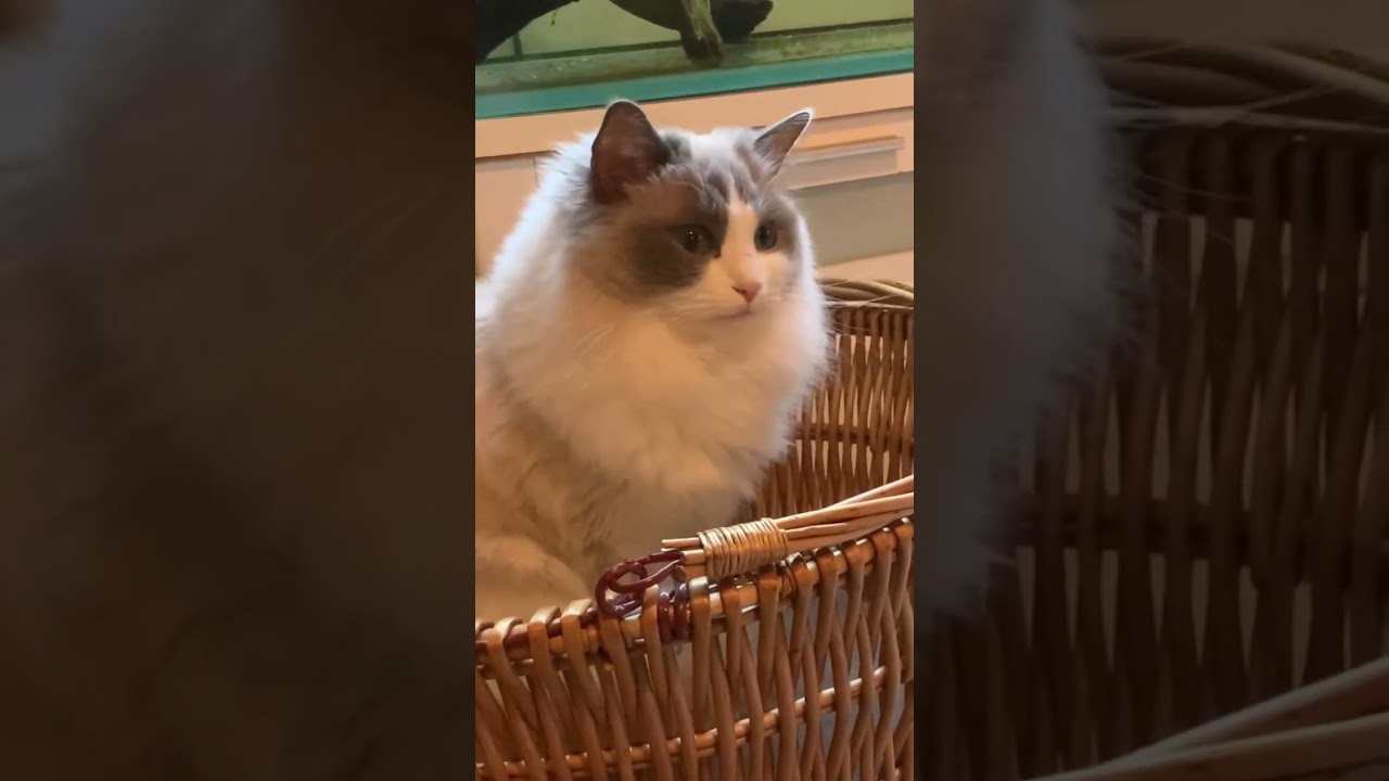 籠入りラグドール ぬいぐるみ猫 人気猫種 多頭飼いの日常 猫かわいい動画 猫カフェ気分 猫癒し動画 ragdoll 小さいラグドール @minamin.ch.2022