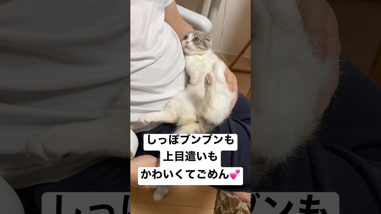 可愛くてご・め・ん！　#猫のいる暮らし #マンチカン #子猫 #かわいい #猫 #動物 #短足マンチカン #マンチカン子猫