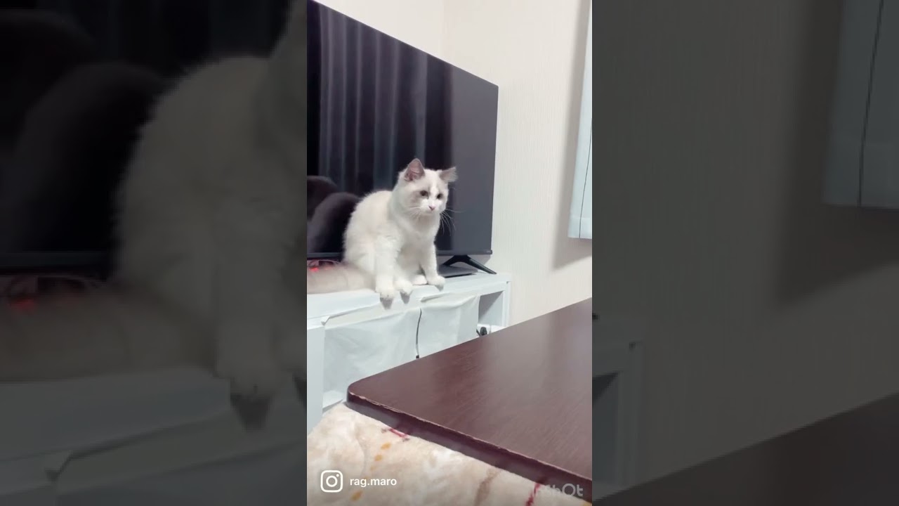 【ラグドール子猫 0歳4ヶ月】ぼくのジャンプ力をみてよ