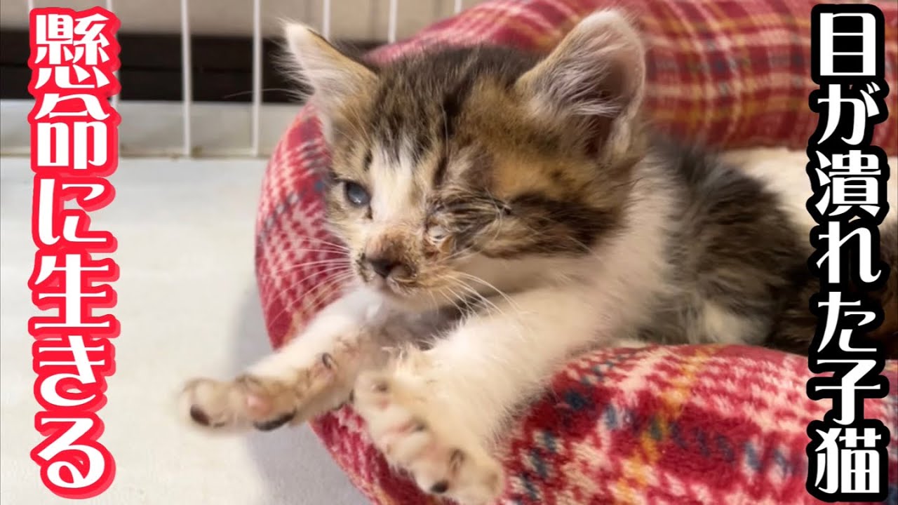 目が潰れてしまった子猫…それでも一生懸命に生きる姿に泪が…