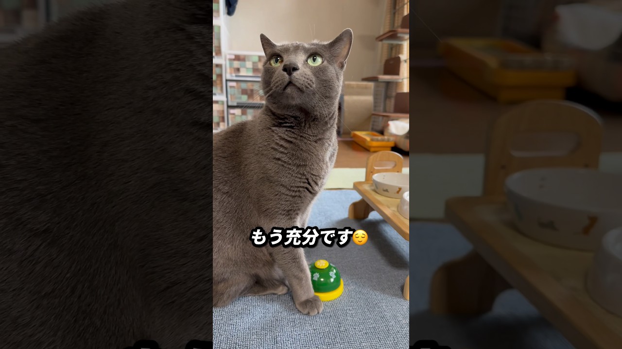【ロシアンブルー】めろん、ベル🛎でおねだり...うんうん😌上手くなりました👍😊【猫】#shorts