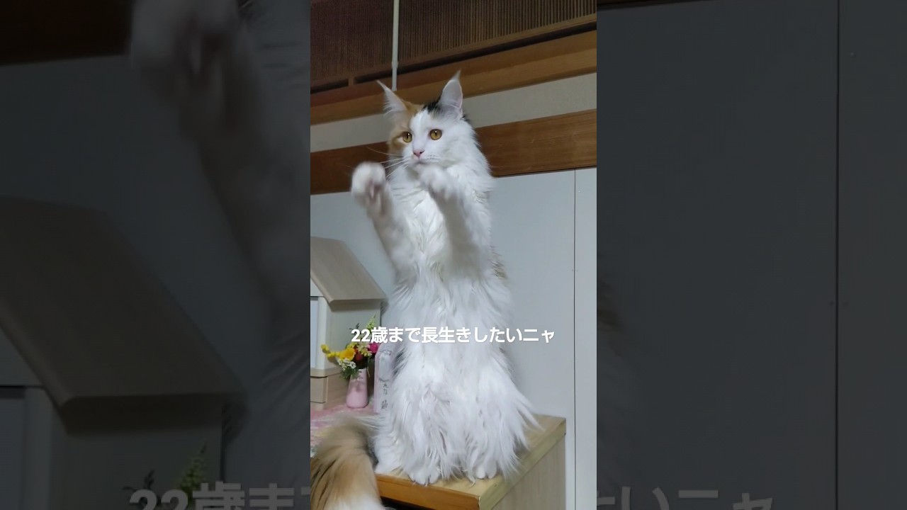 神様に必死にお祈りする猫 #メインクーン