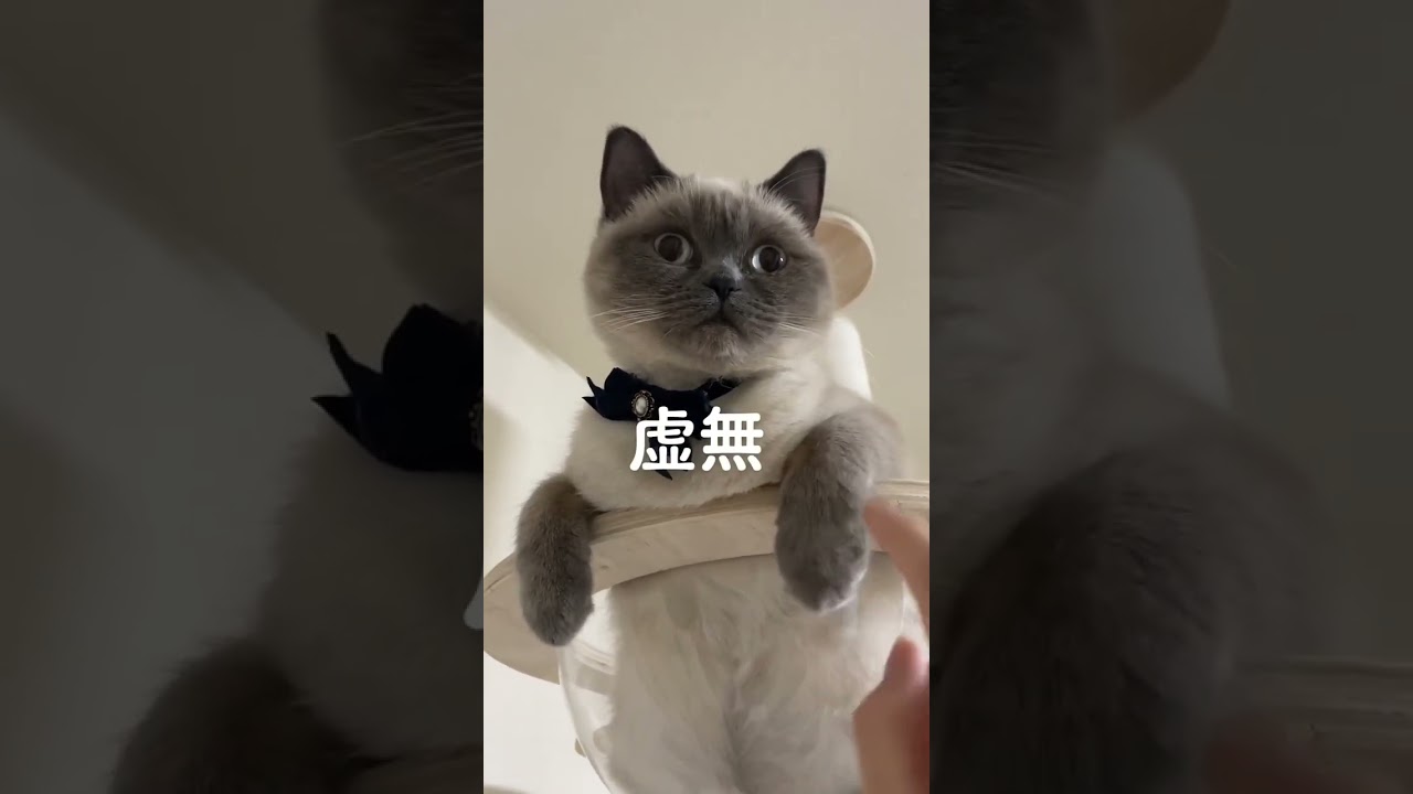 何されても虚無顔を晒す猫 #猫 #スコティッシュフォールド