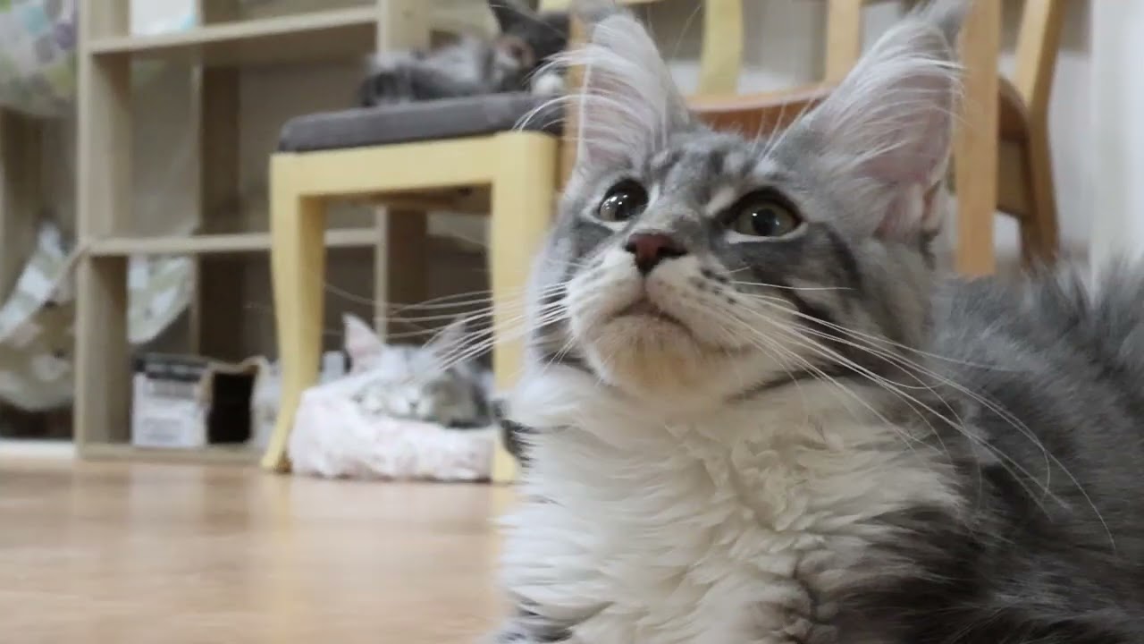 ブルーのメインクーン子猫マリアちゃん生後170日
