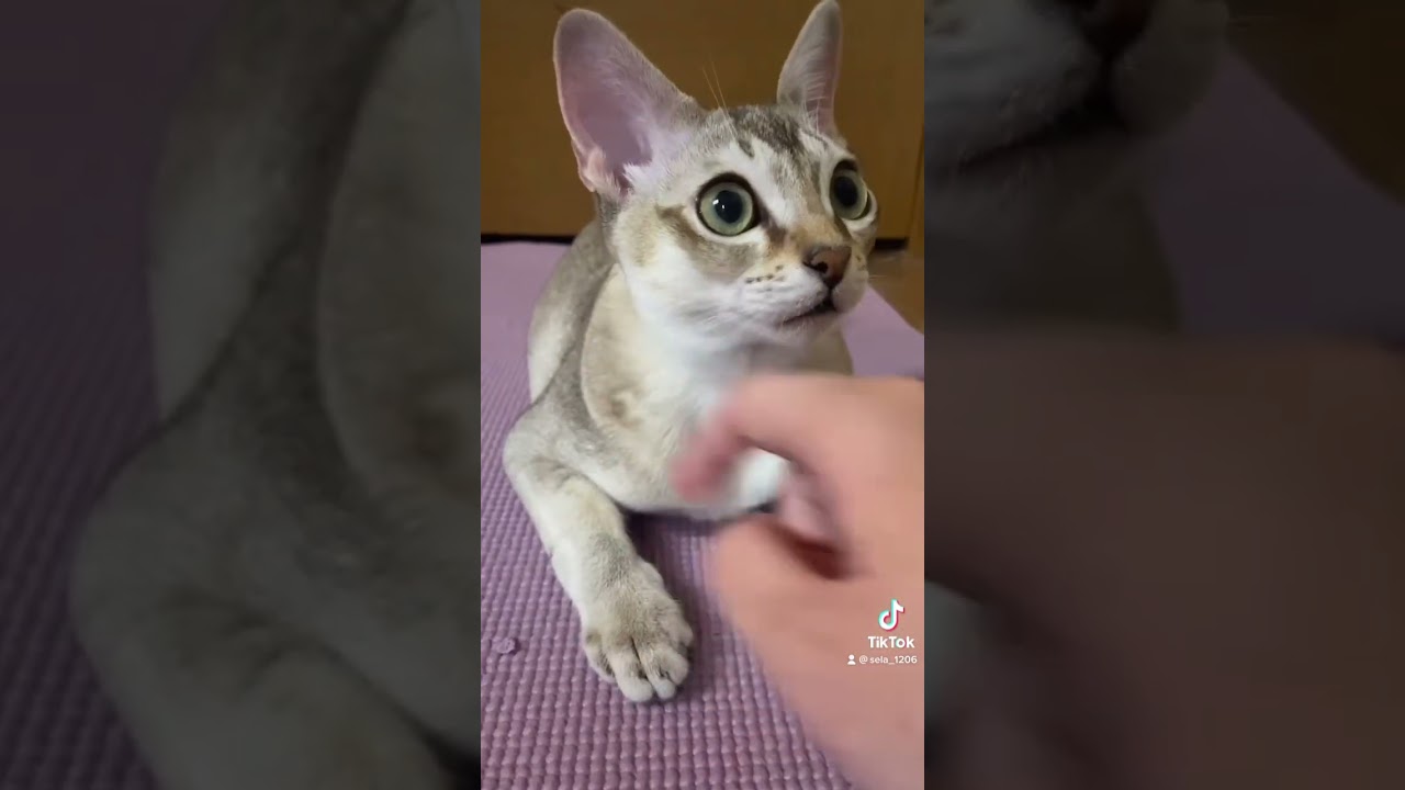 キノコの秘密にビックリした！【シンガプーラ】 #animals #cat #pets #singapura #きのこ