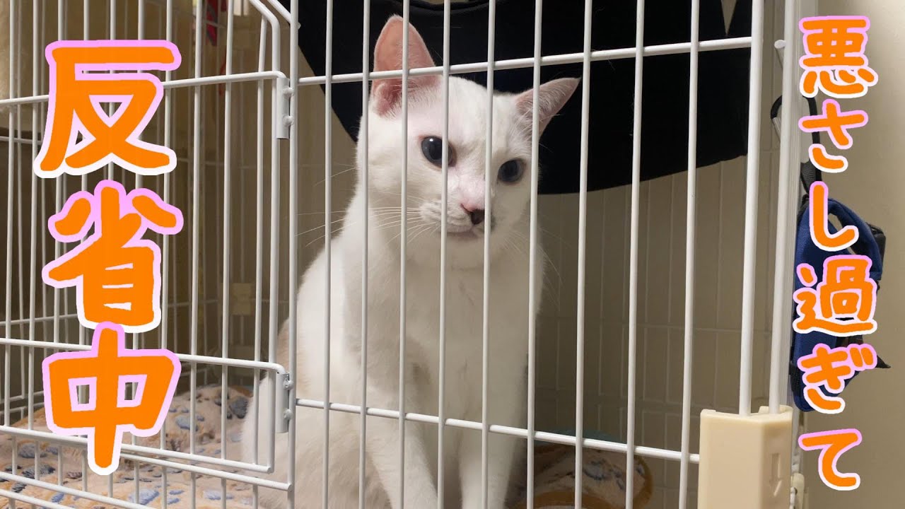 悪さをしてケージに入れられた弟猫が悲しそうに鳴き始めて可愛すぎました