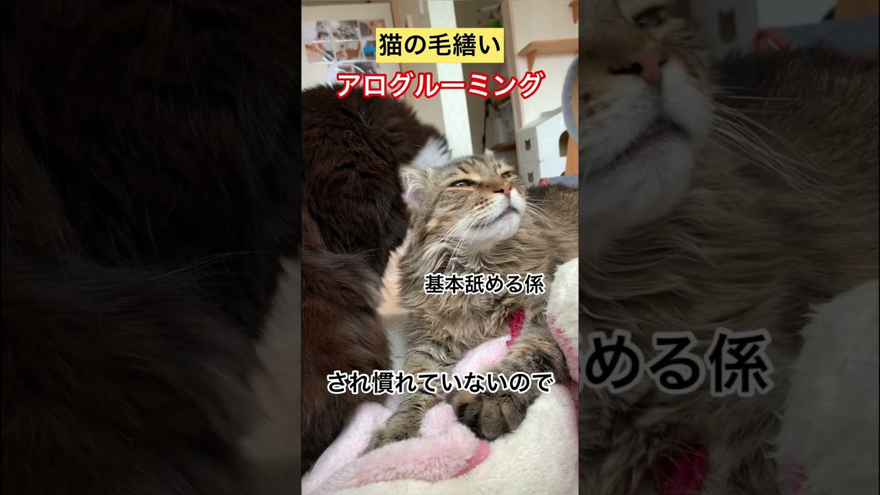 猫の毛繕い【メインクーン】#アログルーミング#毛繕い#キジトラ#白黒猫