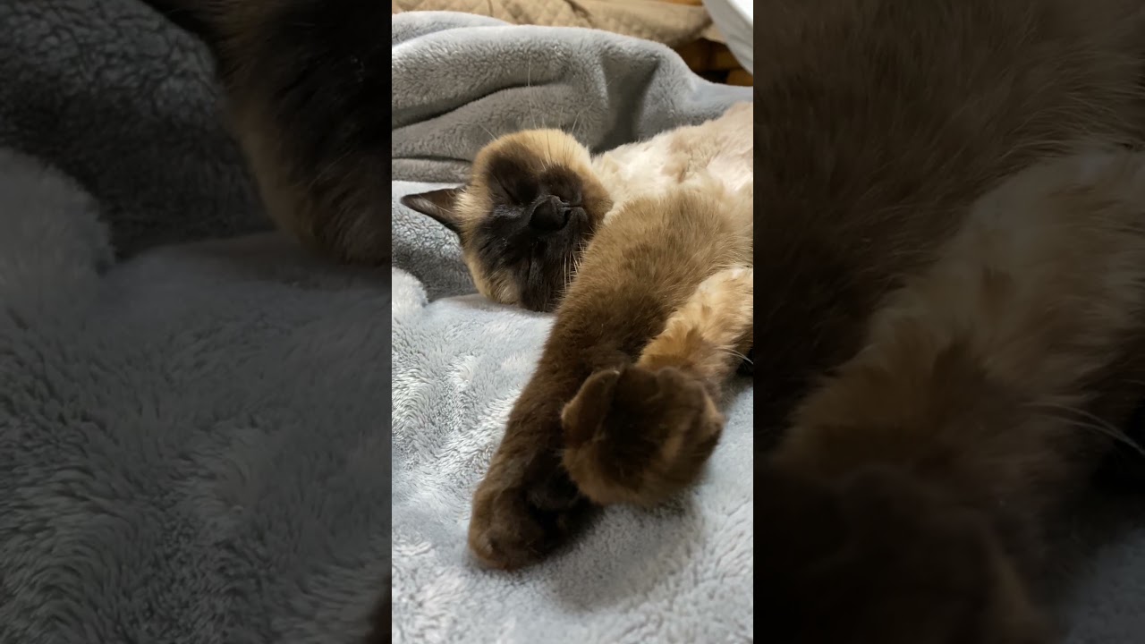【2023.05.02】今日のシャム猫のふくさん（音無し）【たぬき猫】 #shorts