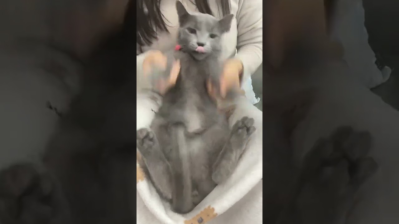 Cat Paws drummer’s