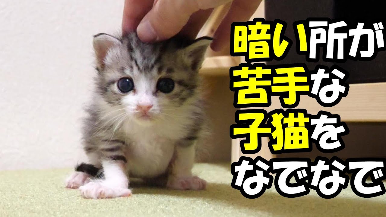 元気になった子猫たちがわんぱくプロレスを始める【赤ちゃん猫　保護猫】
