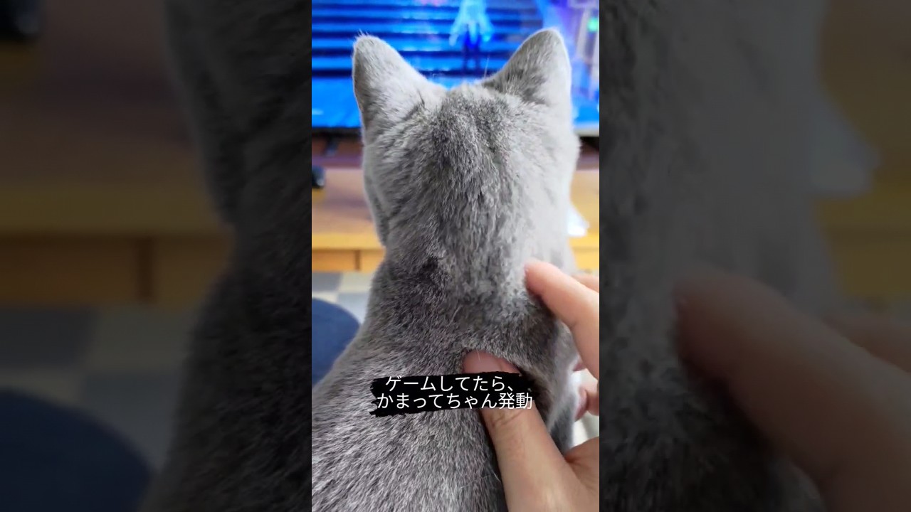 ゲームしてたら、邪魔しにくる猫のシャルトリュー