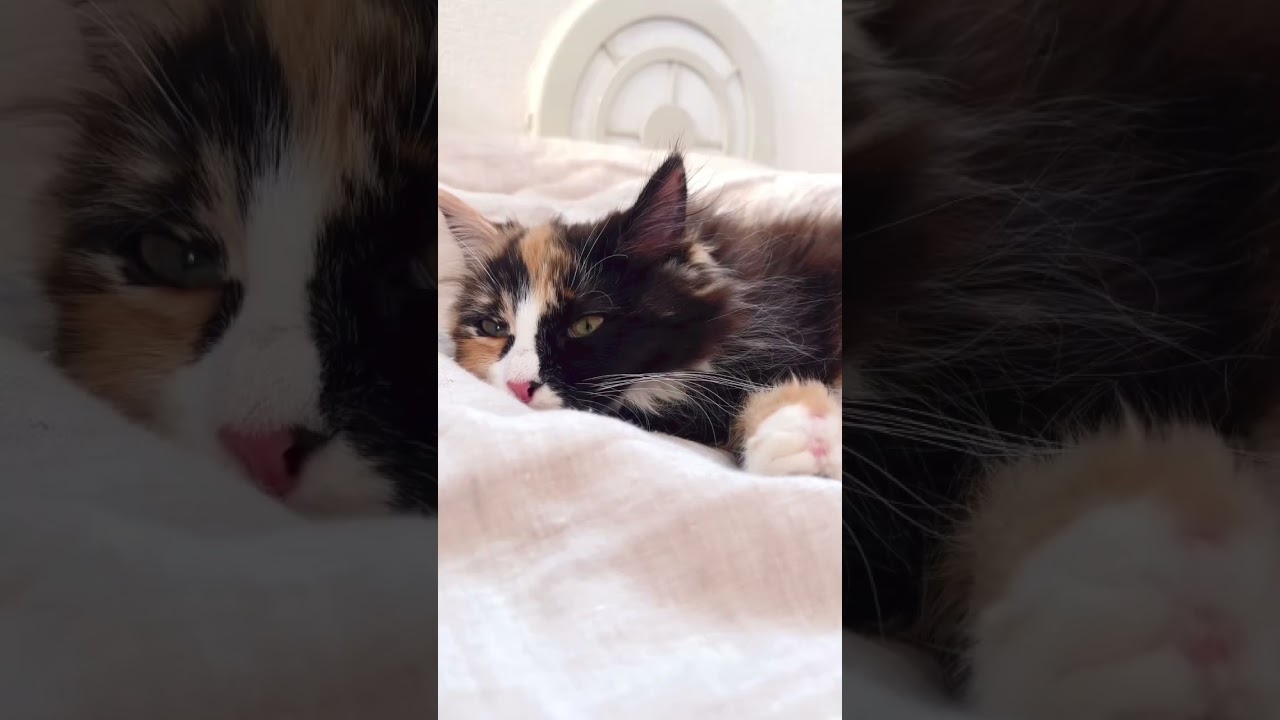 お手てギューなサイベリアン【生後4ヶ月】