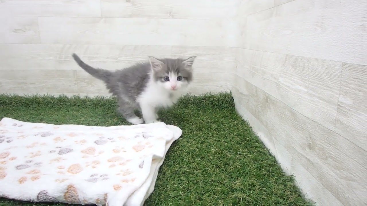 ペットショップcoo&riku No.00632330 ノルウェージャン・フォレストキャット
