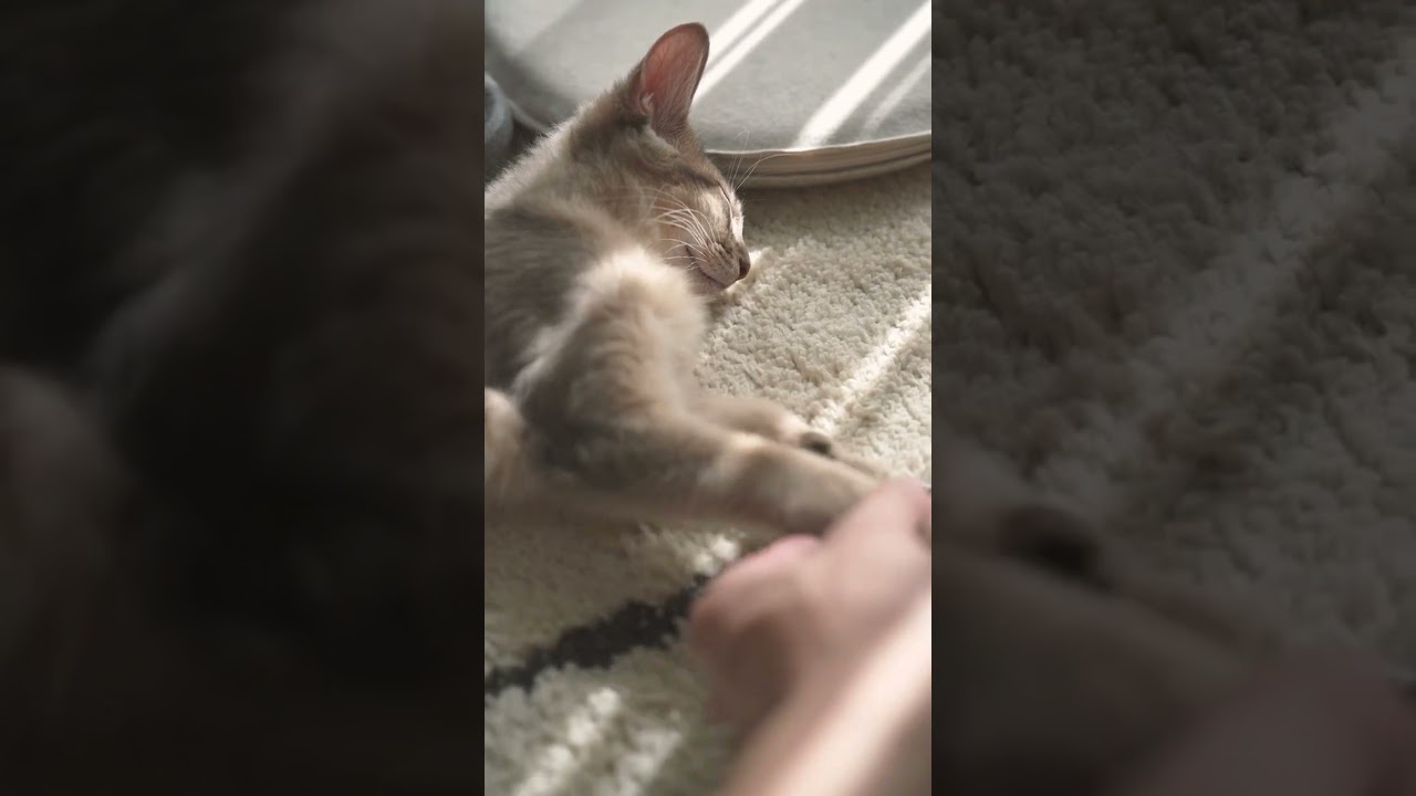 寝てるくうちゃんと握手🤝 #shorts #cat #kitten #猫 #子猫 #ソマリ