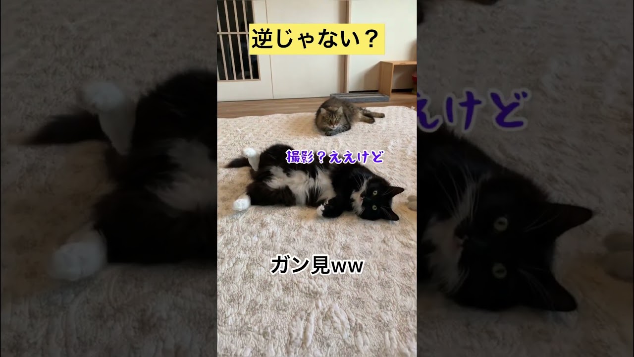逆じゃない？w【メインクーン】 #猫動画おもしろい #cat #可愛い猫 #白黒猫