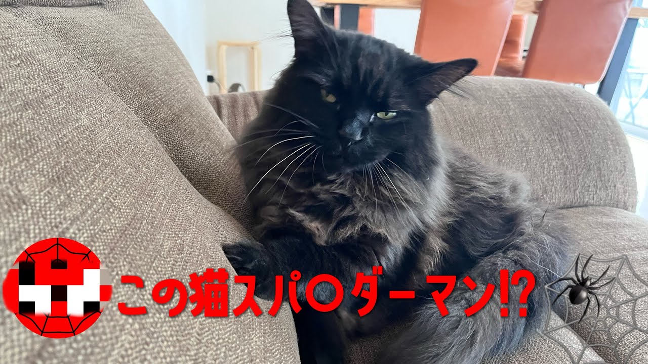 この猫スパイダーマンなのかもしれない【サイベリアン】