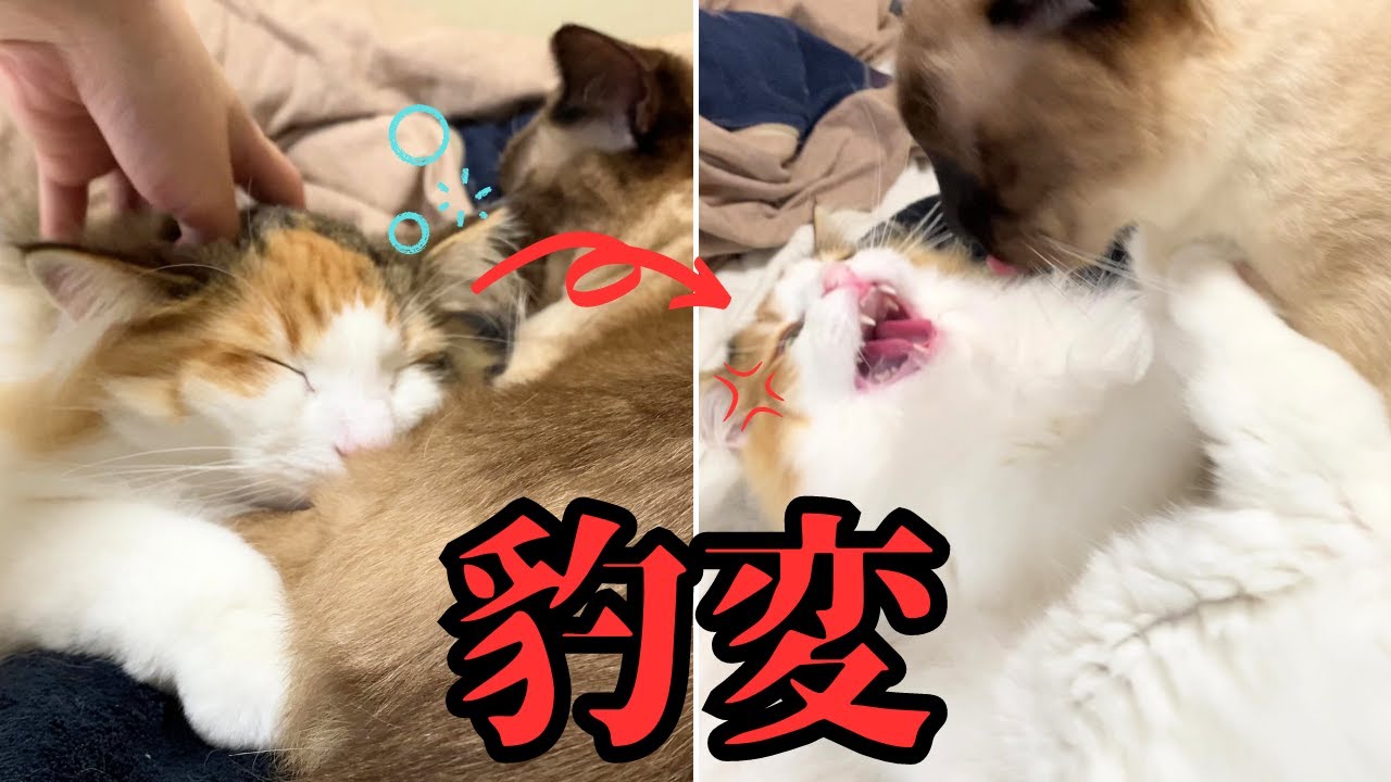 可愛くお昼寝する北欧猫が豹変ｗｗ理由は保護猫への●●●【シャム猫/シャムミックス・ノルウェージャンフォレストキャット】